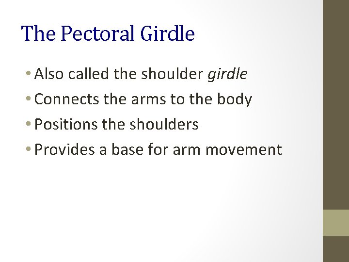 The Pectoral Girdle • Also called the shoulder girdle • Connects the arms to