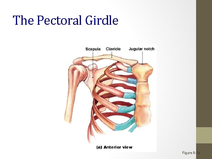 The Pectoral Girdle Figure 8– 2 a 