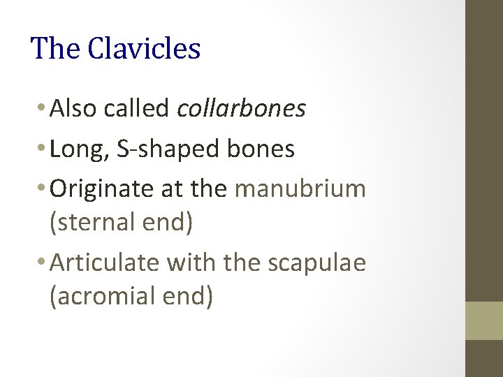 The Clavicles • Also called collarbones • Long, S-shaped bones • Originate at the