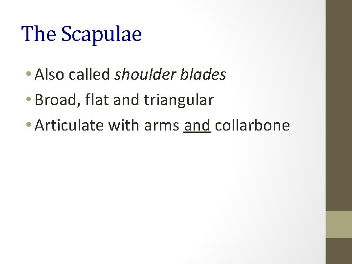 The Scapulae • Also called shoulder blades • Broad, flat and triangular • Articulate