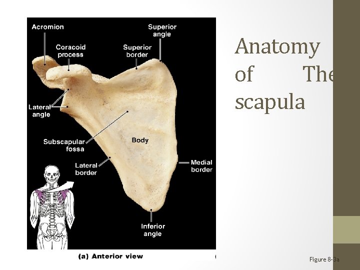 Anatomy of The scapula Figure 8– 3 a 