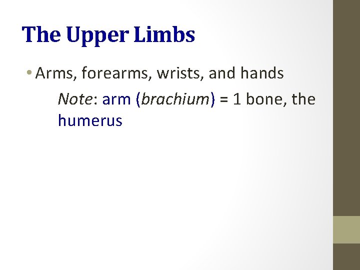 The Upper Limbs • Arms, forearms, wrists, and hands Note: arm (brachium) = 1