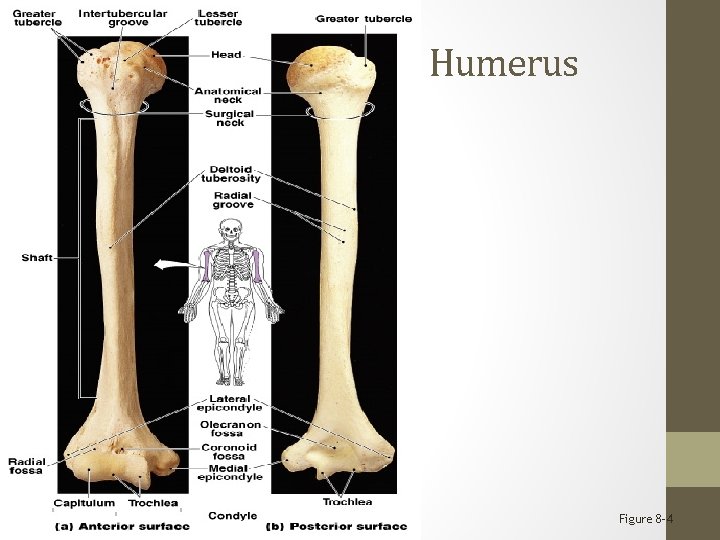 ANATOMY OF The Humerus Figure 8– 4 