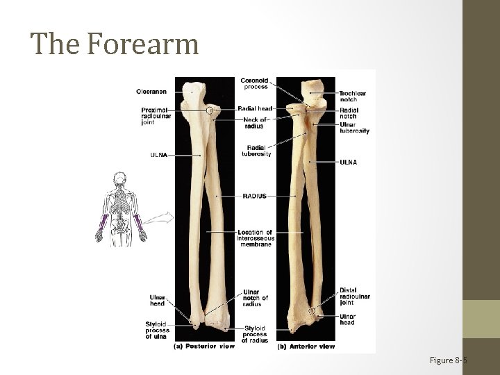 The Forearm Figure 8– 5 