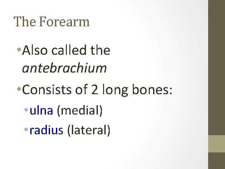 The Forearm • Also called the antebrachium • Consists of 2 long bones: •