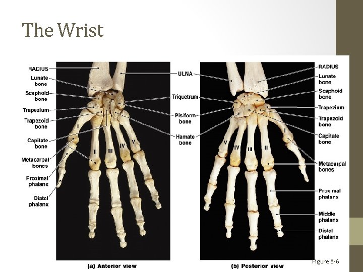 The Wrist Figure 8– 6 