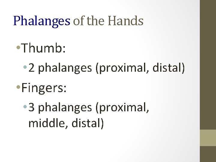 Phalanges of the Hands • Thumb: • 2 phalanges (proximal, distal) • Fingers: •