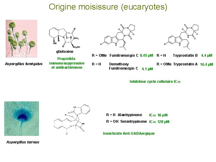 Origine moisissure (eucaryotes) gliotoxine Aspergillus fumigatus Propriétés immunosuppressive et antibactérienne R = OMe Fumitremorgin