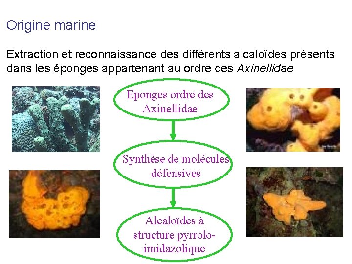 Origine marine Extraction et reconnaissance des différents alcaloïdes présents dans les éponges appartenant au
