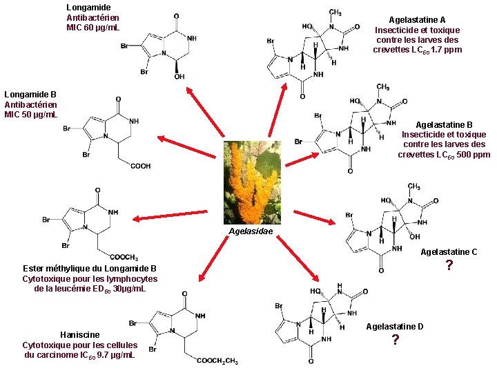 Longamide Antibactérien MIC 60 µg/m. L Agelastatine A Insecticide et toxique contre les larves