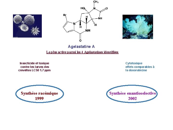Agelastatine A La plus active parmi les 4 Agelastatines identifiées Insecticide et toxique contre