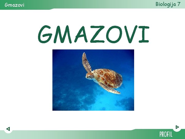 Biologija 7 Gmazovi GMAZOVI 