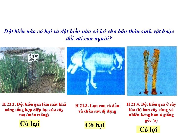 Đột biến nào có hại và đột biến nào có lợi cho bản thân