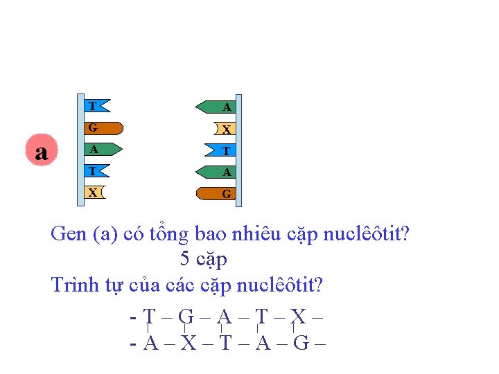a T A G X A T T A X G Gen (a) có