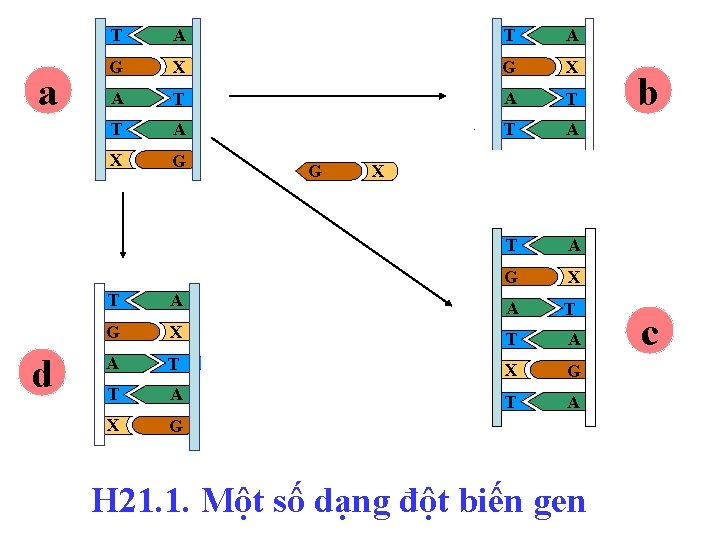 a d T A G X A T T A X G T A