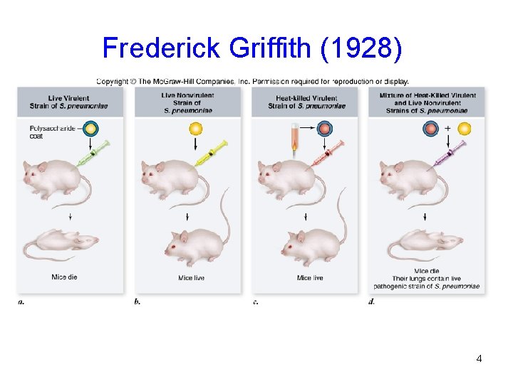 Frederick Griffith (1928) 4 