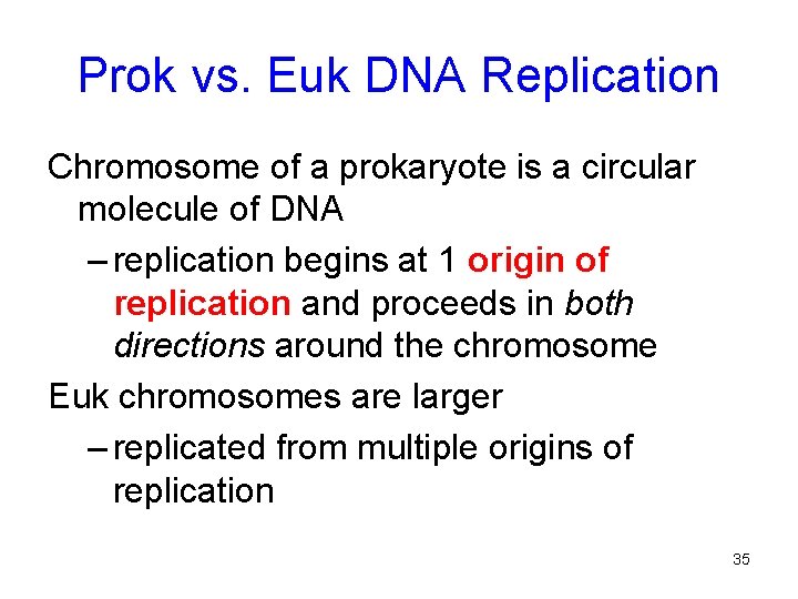 Prok vs. Euk DNA Replication Chromosome of a prokaryote is a circular molecule of