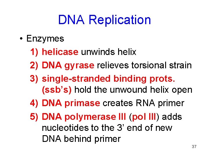 DNA Replication • Enzymes 1) helicase unwinds helix 2) DNA gyrase relieves torsional strain