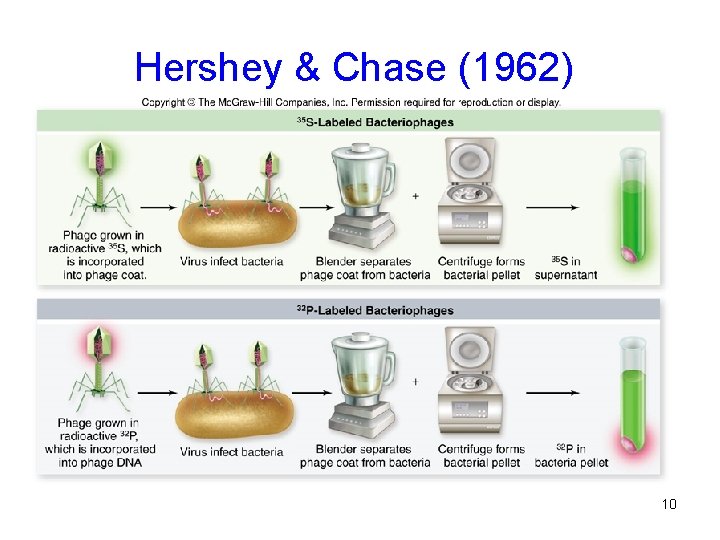 Hershey & Chase (1962) 10 