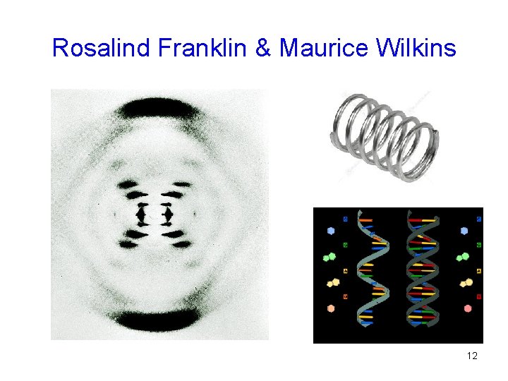 Rosalind Franklin & Maurice Wilkins 12 