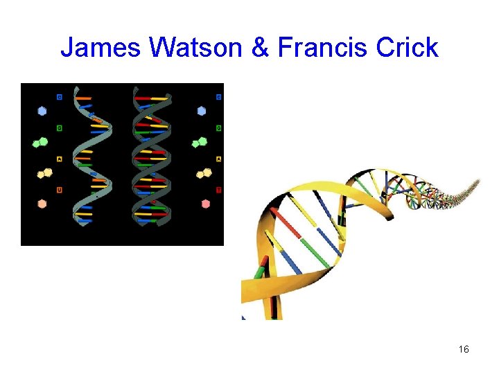 James Watson & Francis Crick 16 