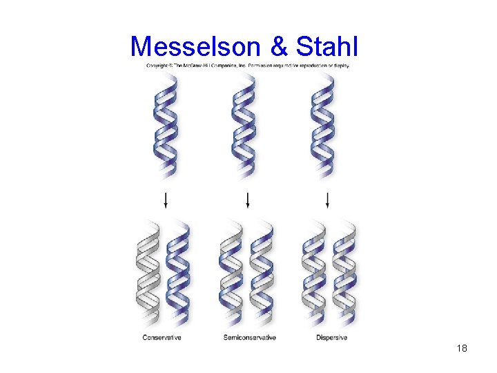 Messelson & Stahl 18 