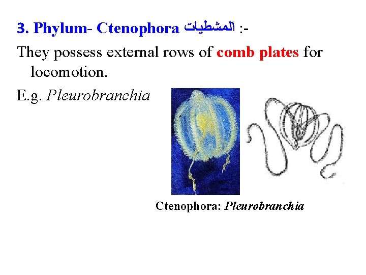 3. Phylum- Ctenophora ﺍﻟﻤﺸﻄﻴﺎﺕ : They possess external rows of comb plates for locomotion.