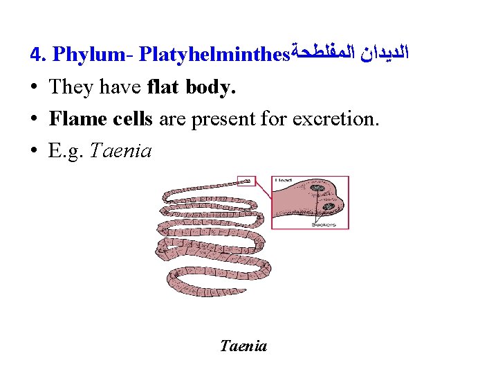 4. Phylum- Platyhelminthes ﺍﻟﺪﻳﺪﺍﻥ ﺍﻟﻤﻔﻠﻄﺤﺔ • They have flat body. • Flame cells are