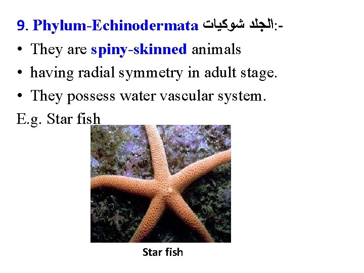 9. Phylum-Echinodermata ﺍﻟﺠﻠﺪ ﺷﻮﻛﻴﺎﺕ : • They are spiny-skinned animals • having radial symmetry