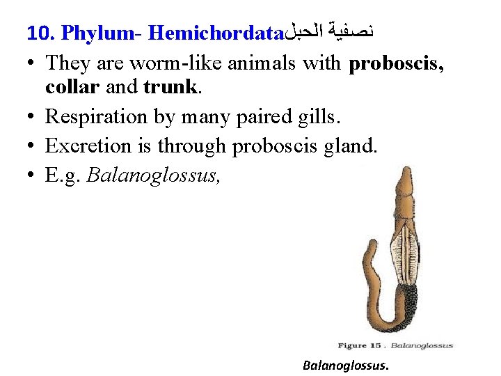 10. Phylum- Hemichordata ﻧﺼﻔﻴﺔ ﺍﻟﺤﺒﻞ • They are worm-like animals with proboscis, collar and