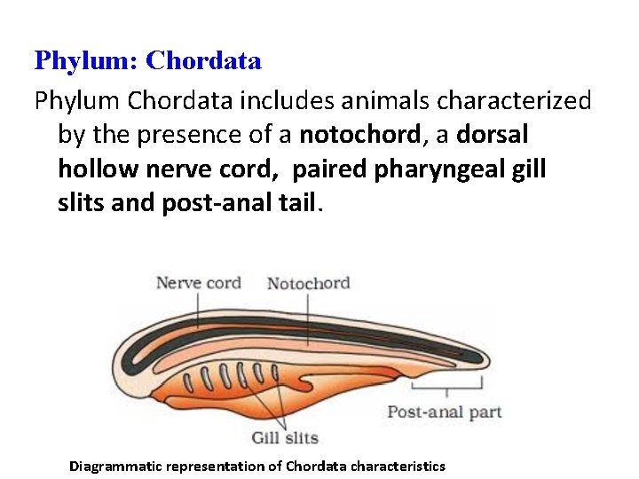 Phylum: Chordata Phylum Chordata includes animals characterized by the presence of a notochord, a