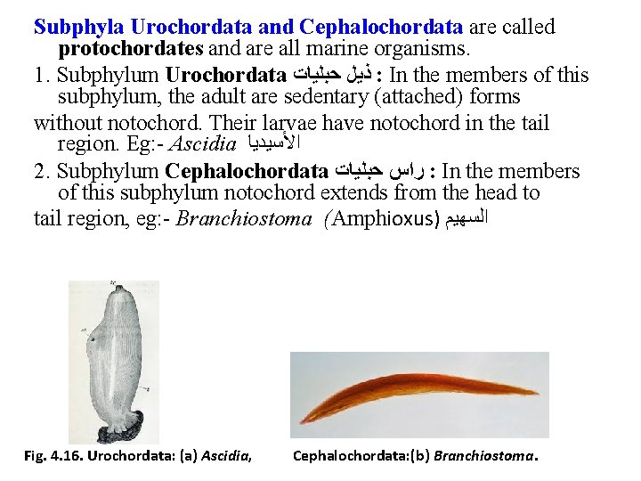 Subphyla Urochordata and Cephalochordata are called protochordates and are all marine organisms. 1. Subphylum