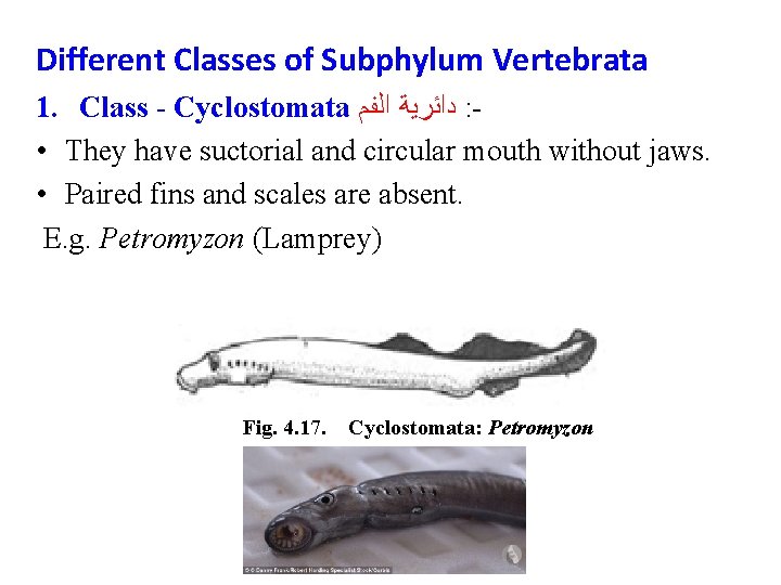 Different Classes of Subphylum Vertebrata 1. Class - Cyclostomata ﺩﺍﺋﺮﻳﺔ ﺍﻟﻔﻢ : • They