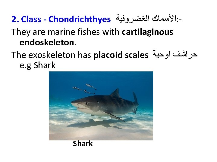 2. Class - Chondrichthyes ﺍﻷﺴﻤﺎﻙ ﺍﻟﻐﻀﺮﻭﻓﻴﺔ : They are marine fishes with cartilaginous endoskeleton.