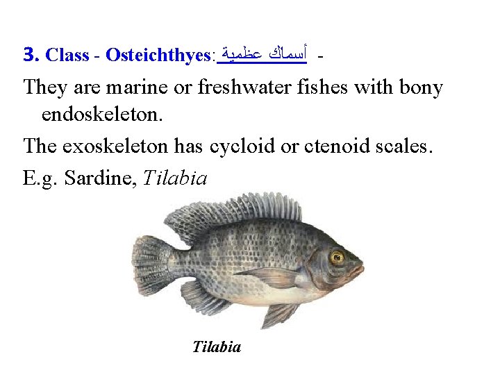 3. Class - Osteichthyes: ﺃﺴﻤﺎﻙ ﻋﻈﻤﻴﺔ They are marine or freshwater fishes with bony