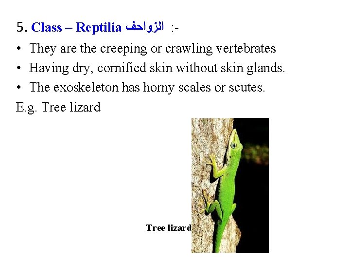 5. Class – Reptilia ﺍﻟﺰﻭﺍﺣﻒ : • They are the creeping or crawling vertebrates