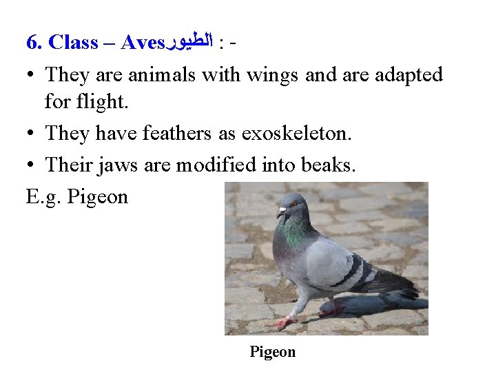 6. Class – Aves ﺍﻟﻄﻴﻮﺭ : • They are animals with wings and are