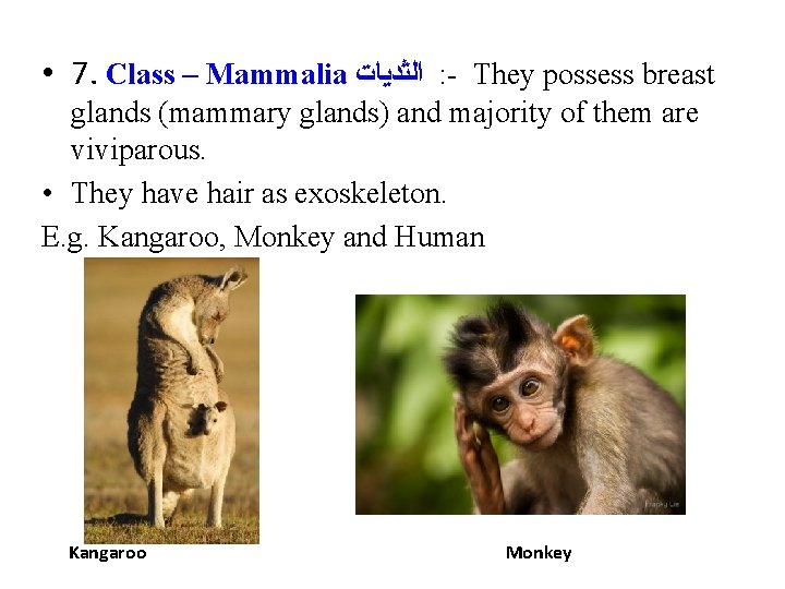  • 7. Class – Mammalia ﺍﻟﺜﺪﻳﺎﺕ : - They possess breast glands (mammary