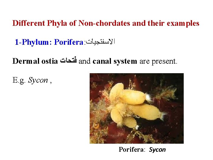 Different Phyla of Non-chordates and their examples 1 -Phylum: Porifera: ﺍﻻﺳﻔﺘﺠﻴﺎﺕ Dermal ostia ﻓﺘﺤﺎﺕ