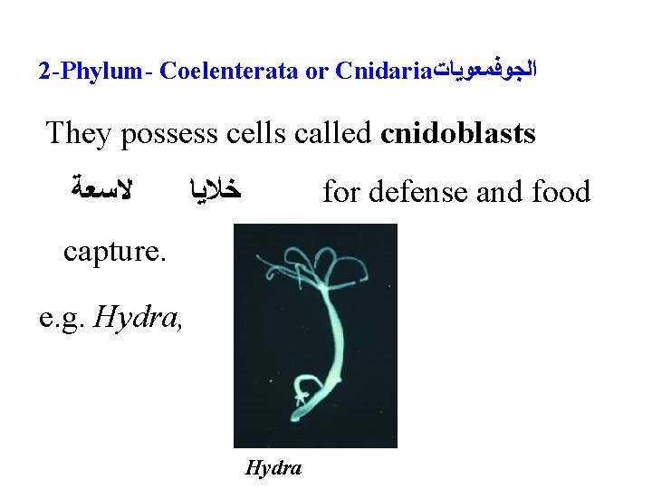 2 -Phylum- Coelenterata or Cnidaria ﺍﻟﺠﻮﻓﻤﻌﻮﻳﺎﺕ They possess cells called cnidoblasts ﻻﺳﻌﺔ ﺧﻼﻳﺎ for