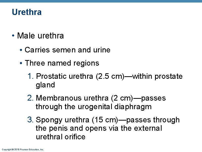 Urethra • Male urethra • Carries semen and urine • Three named regions 1. Urethra • Male urethra • Carries semen and urine • Three named regions 1.