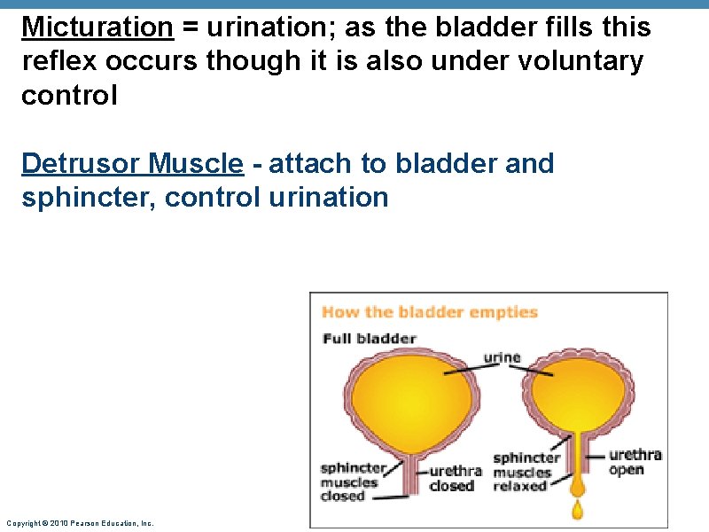 Micturation = urination; as the bladder fills this reflex occurs though it is also Micturation = urination; as the bladder fills this reflex occurs though it is also
