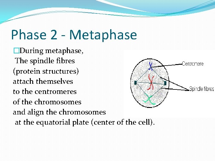 Phase 2 - Metaphase �During metaphase, The spindle fibres (protein structures) attach themselves to