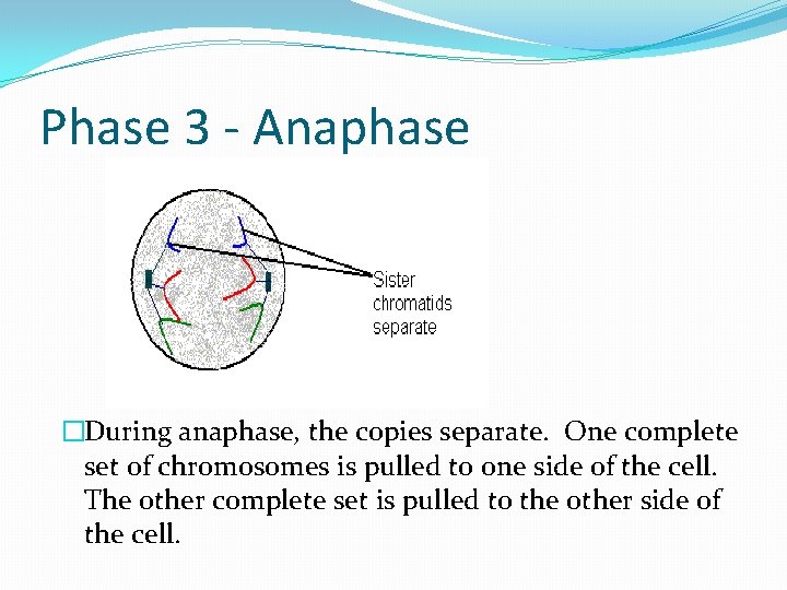 Phase 3 - Anaphase �During anaphase, the copies separate. One complete set of chromosomes