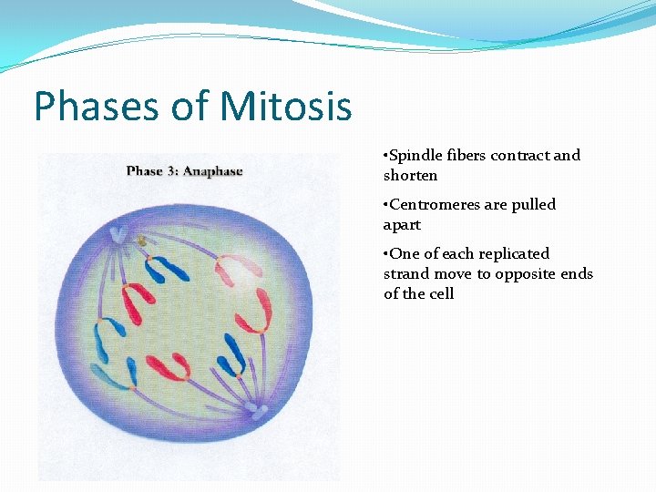 Phases of Mitosis • Spindle fibers contract and shorten • Centromeres are pulled apart