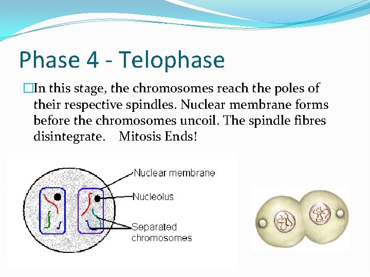 Phase 4 - Telophase �In this stage, the chromosomes reach the poles of their