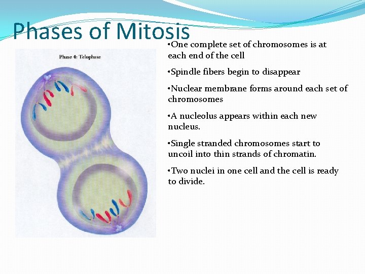 Phases of Mitosis • One complete set of chromosomes is at each end of