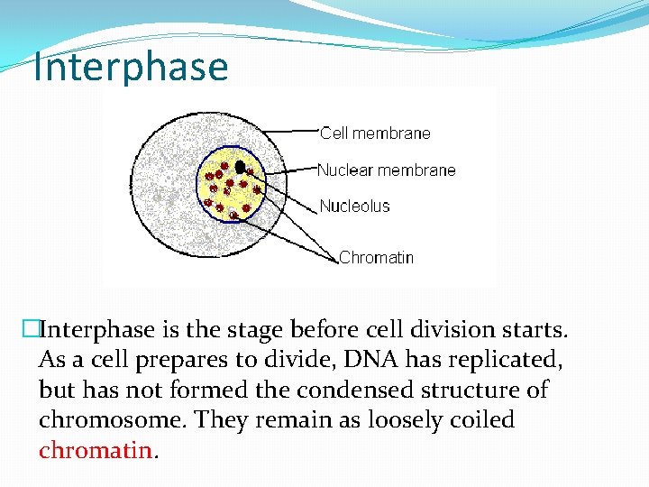 Interphase �Interphase is the stage before cell division starts. As a cell prepares to