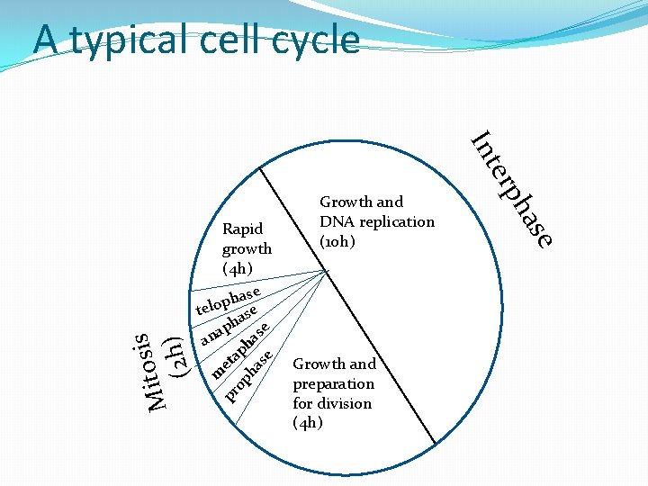 A typical cell cycle se op ha pr sis o t i M (2