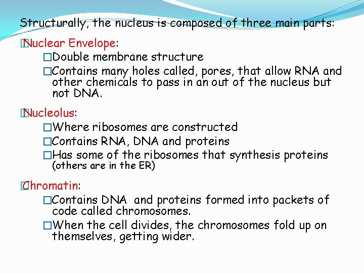 Structurally, the nucleus is composed of three main parts: � Nuclear Envelope: �Double membrane